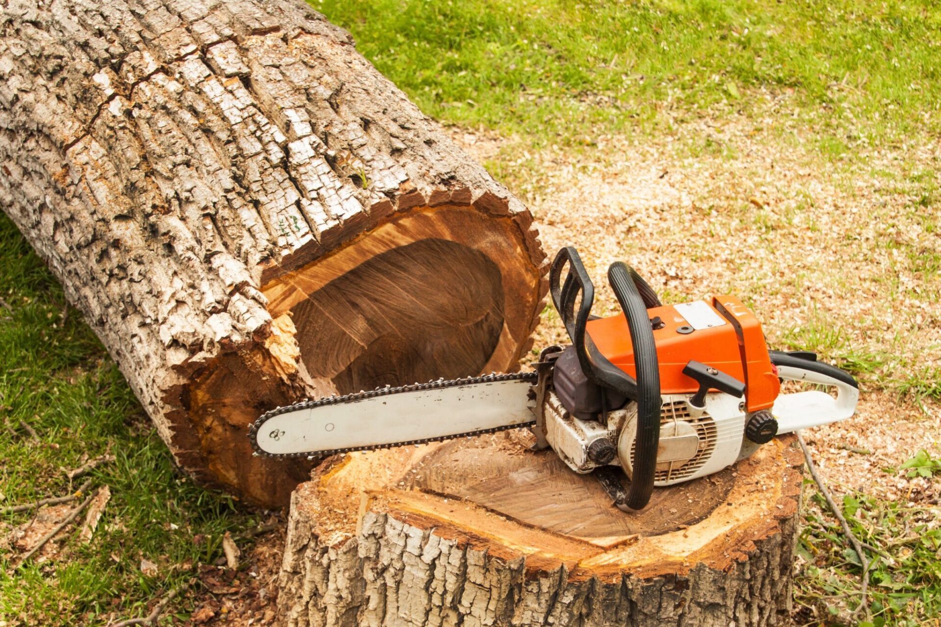 cutted tree cutted tree