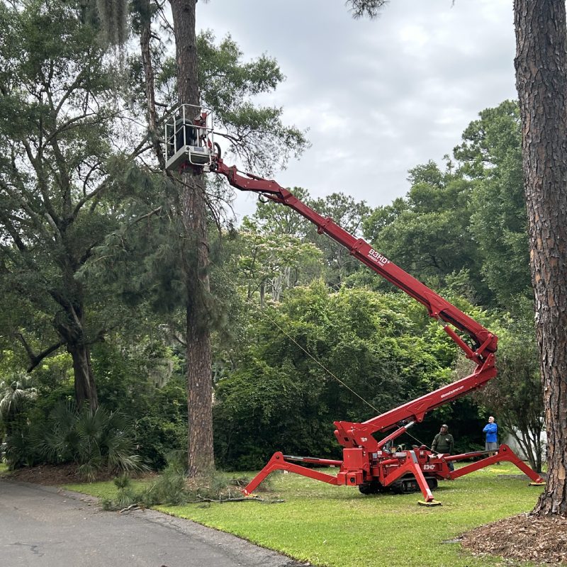 Tree Services Remove Trees cutting safely